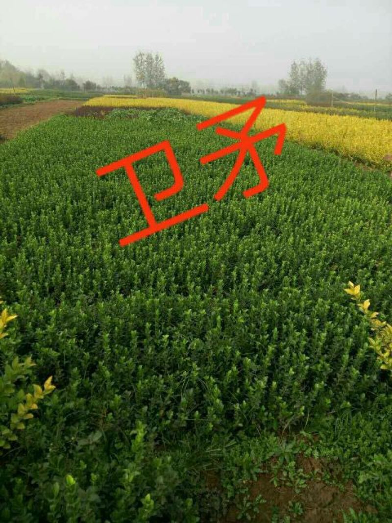 胶州卫矛2cm以下4cm以下0.5米以下