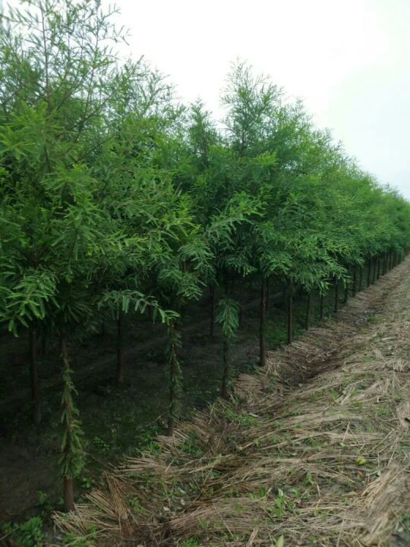 中山杉3m以上