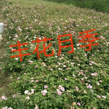 丰花月季苗40~50cm