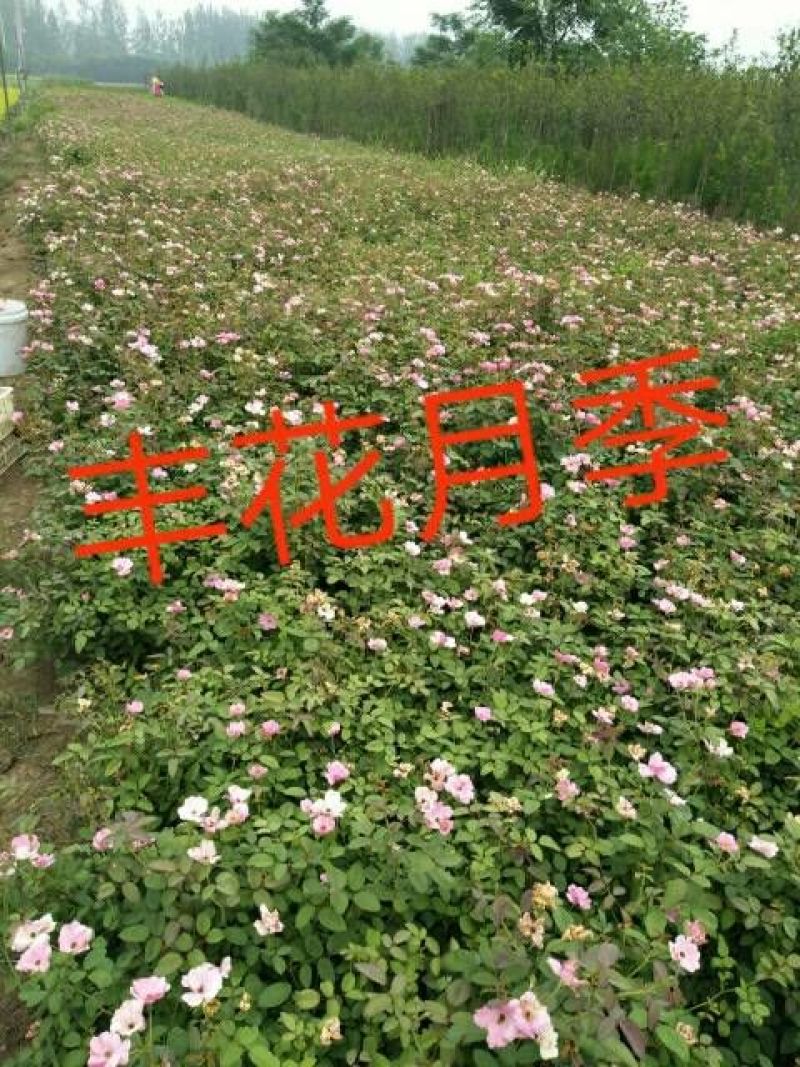 丰花月季苗40~50cm