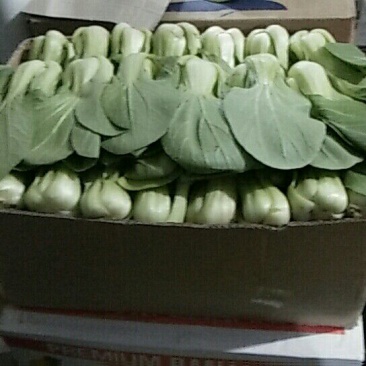 小油菜2两以上