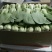 小油菜2两以上