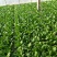 小油菜2两以上