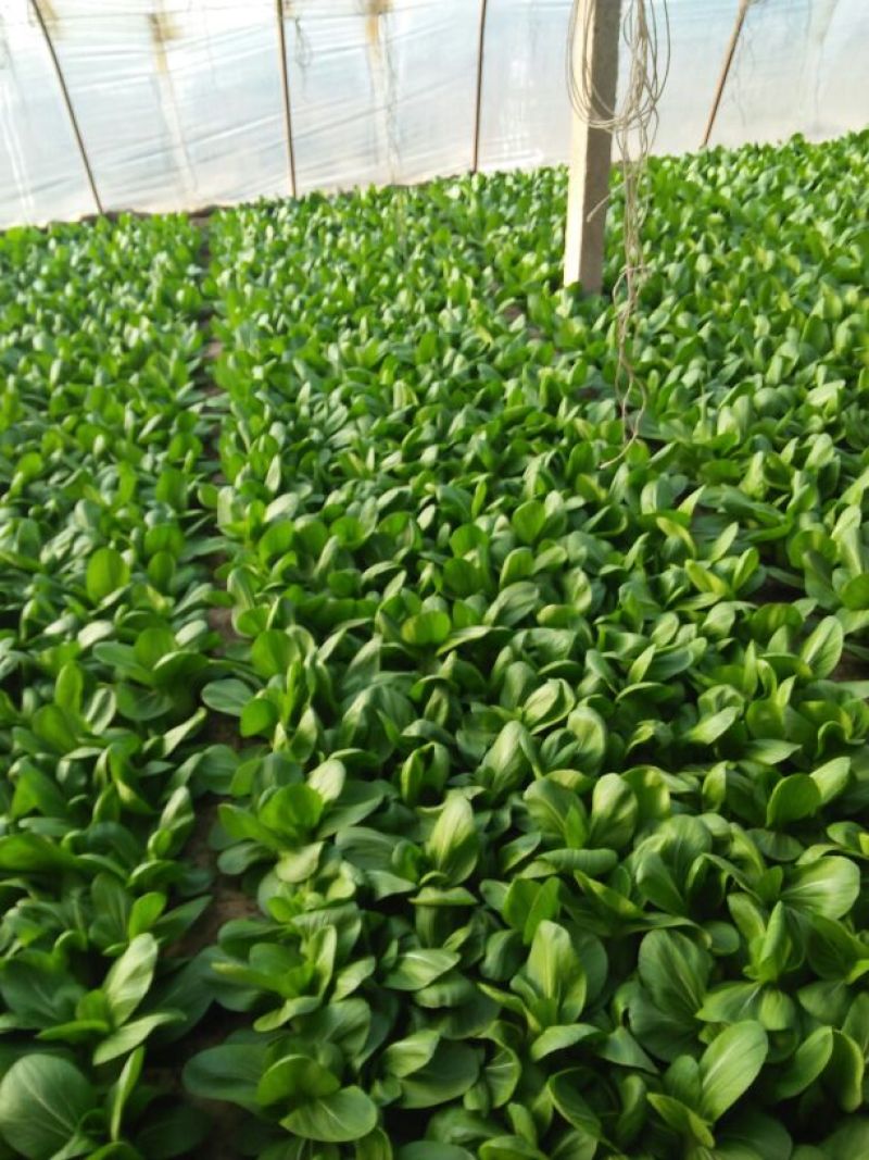 小油菜2两以上