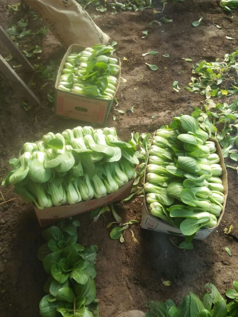 小油菜2两以上