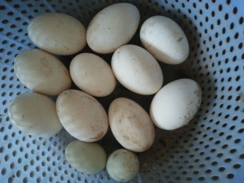 土鹅蛋食用
