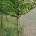 木瓜树261~300cm