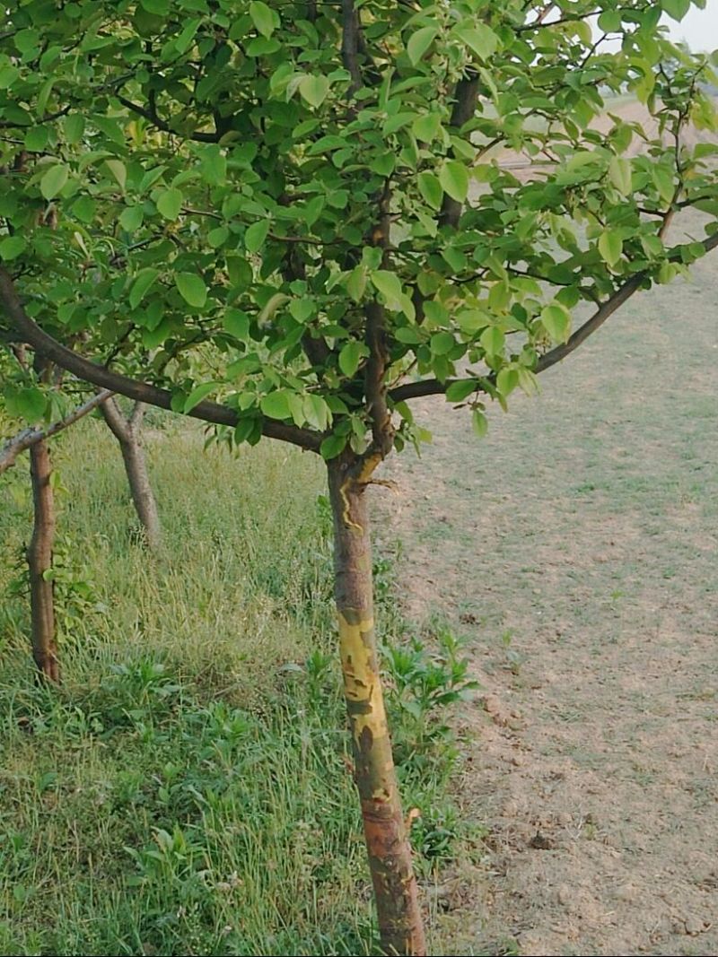 木瓜树261~300cm