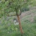 木瓜树261~300cm
