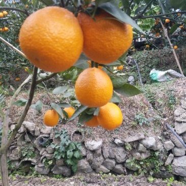 黄果柑5~5.5cm
