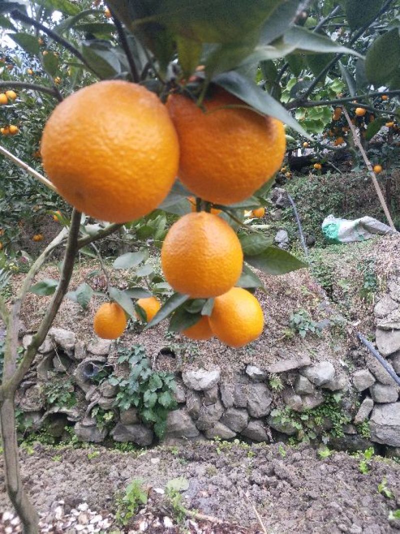 黄果柑5~5.5cm