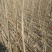 杨树苗——3804无絮杨，速生无絮，无病虫害