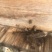 纯野生蜂蜜2斤装