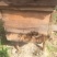 纯野生蜂蜜2斤装