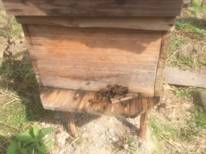 纯野生蜂蜜2斤装