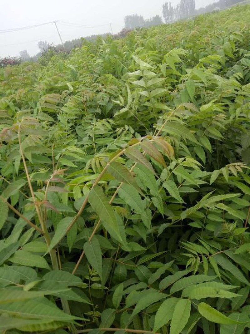 红油香椿苗/红油香椿树苗/红油香椿树苗价格多少钱