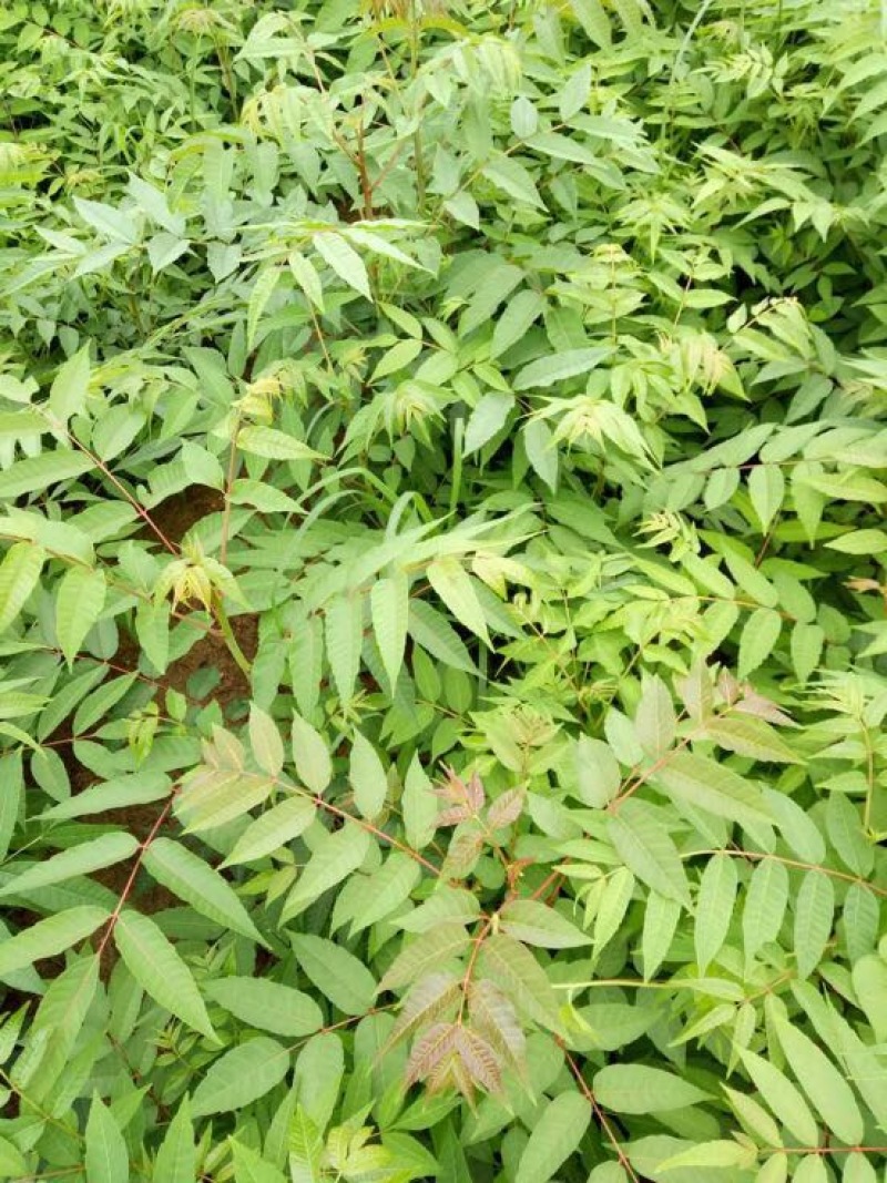红油香椿苗/红油香椿树苗/红油香椿树苗价格多少钱