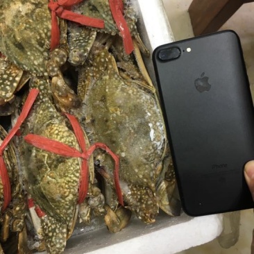 远海梭子蟹食用冻品