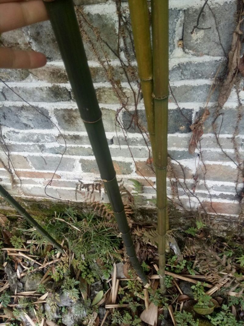 方竹11~12m