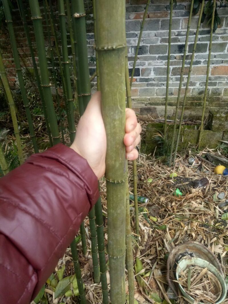 方竹11~12m