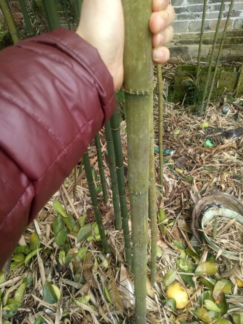 方竹11~12m
