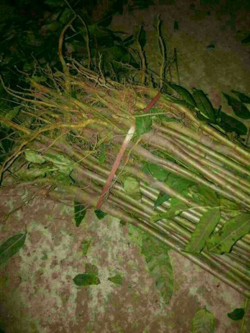 红油香椿树苗大棚香椿苗规格齐全量大