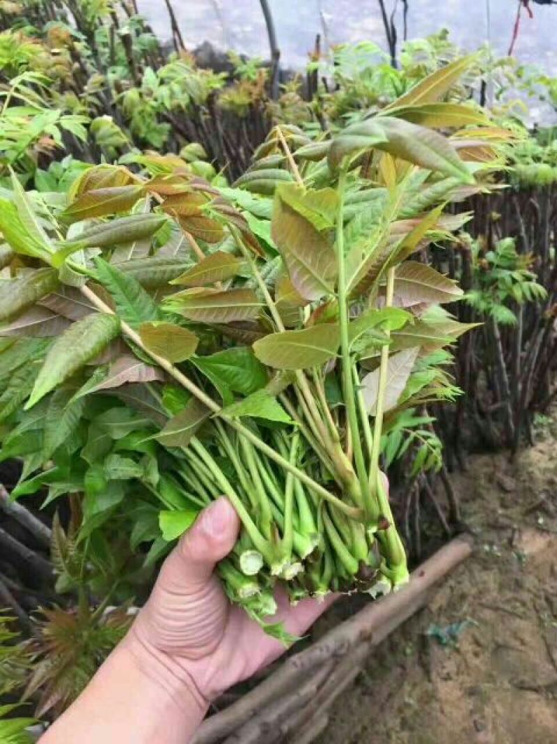 红油香椿树苗大棚香椿苗规格齐全量大