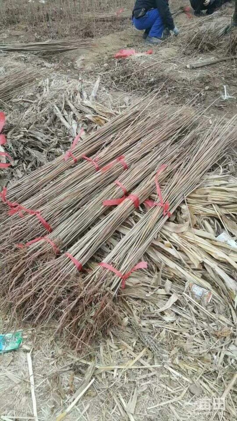 红油香椿树苗大棚香椿苗规格齐全量大
