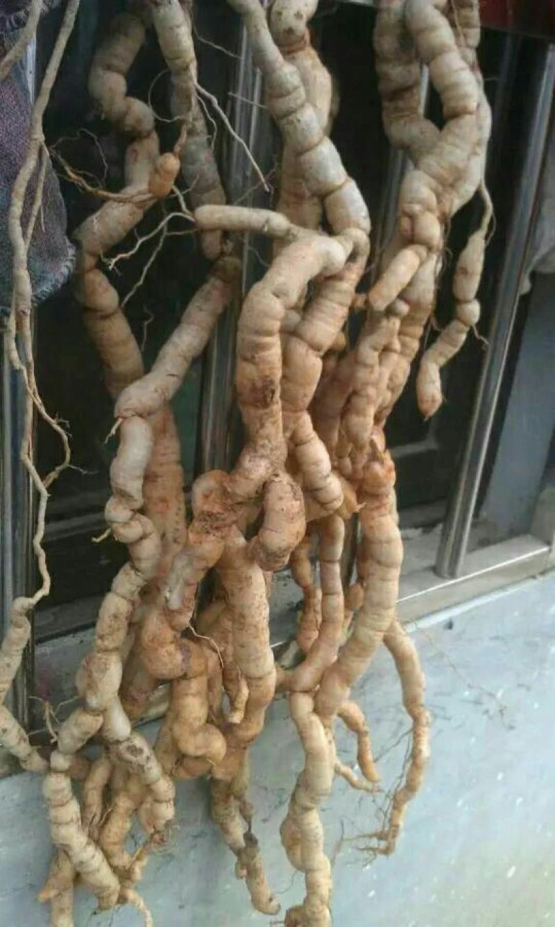 巴戟天特级