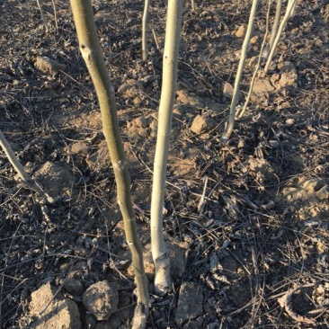 薄皮核桃接穗50~100cm2~3年