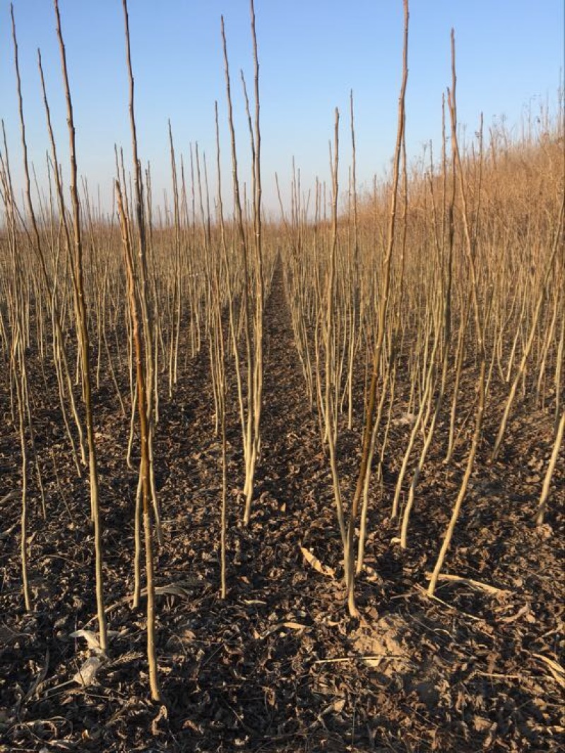 薄皮核桃接穗50~100cm2~3年