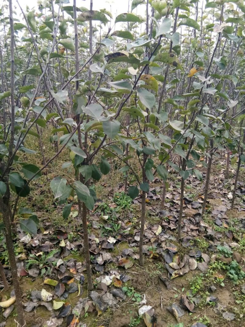 皇冠梨树苗1~4cm150~200cm