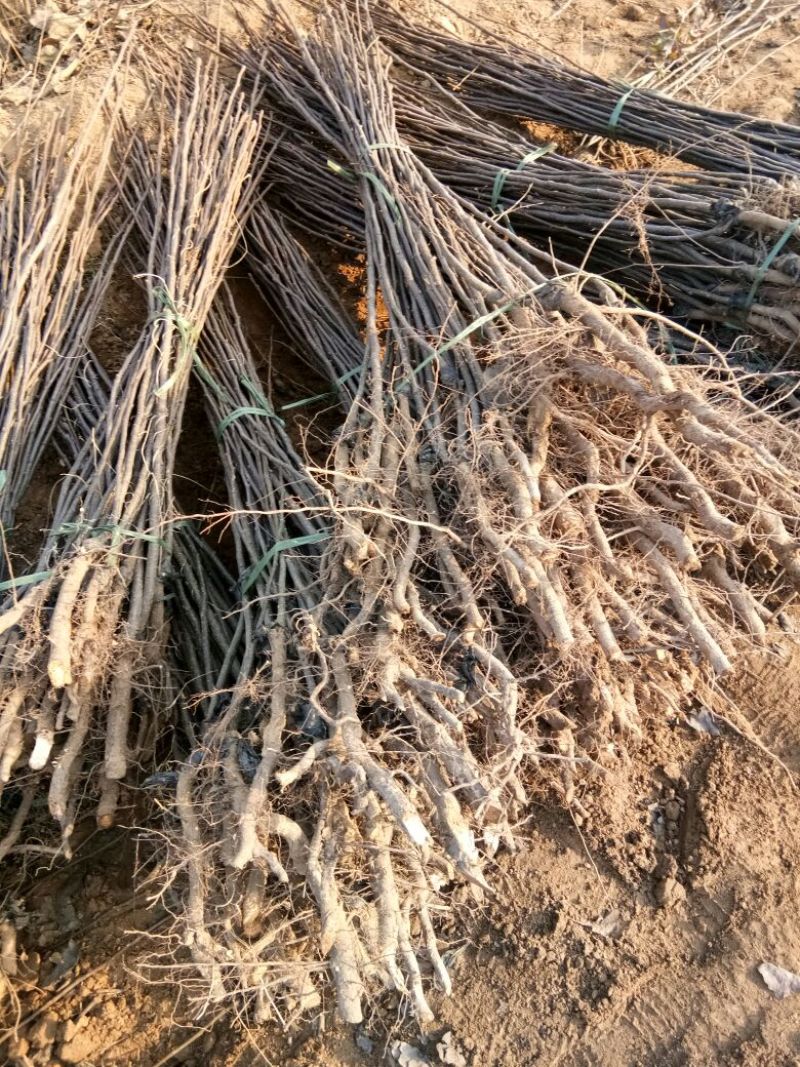 皇冠梨树苗1~4cm150~200cm