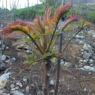 香椿芽20cm以下
