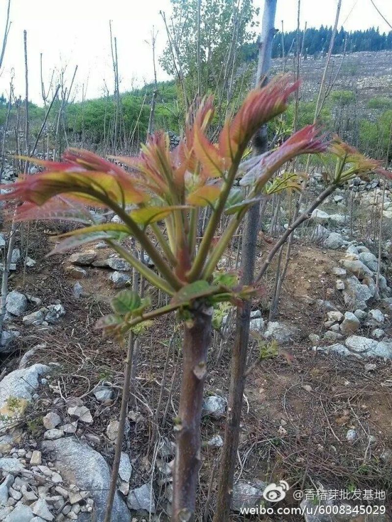 香椿芽20cm以下