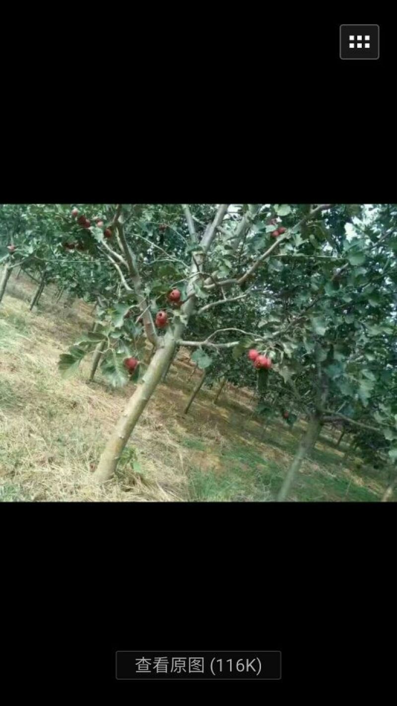 核桃树各种苗木绿化苗