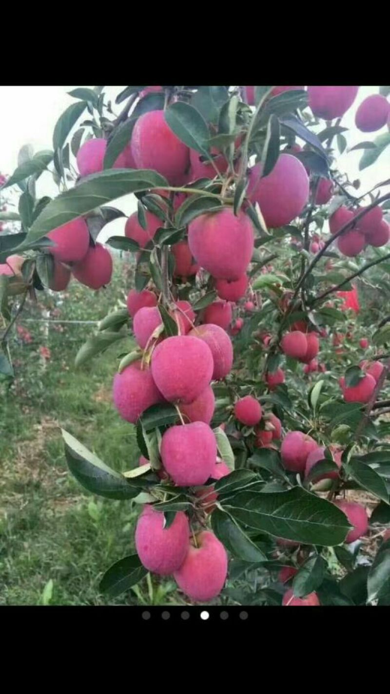 核桃树各种苗木绿化苗