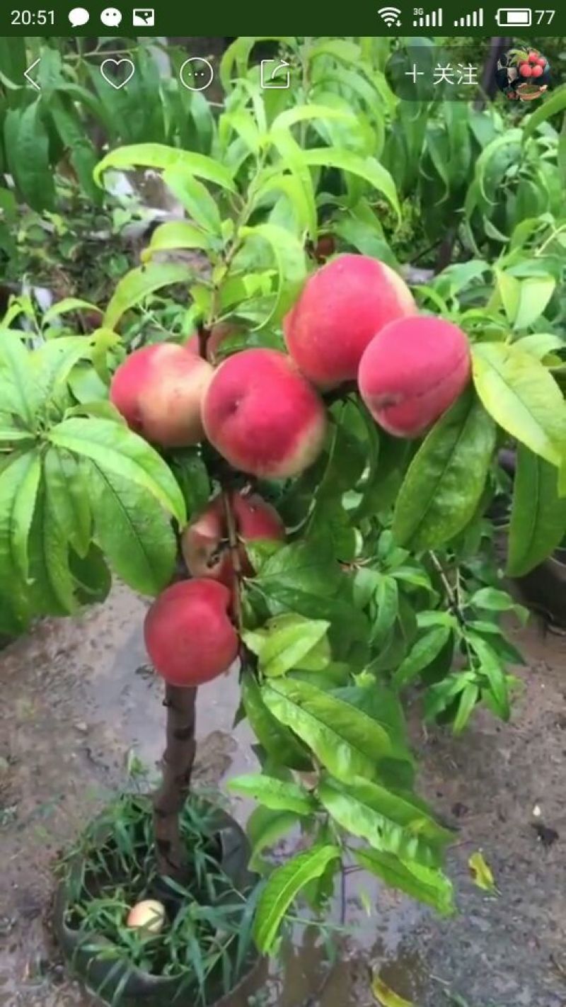 核桃树各种苗木绿化苗