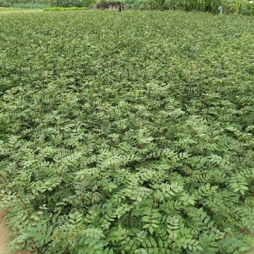 甘肃省天水市种植专业合作社大红袍花椒树苗支持批发