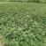 甘肃省天水市种植专业合作社大红袍花椒树苗支持批发