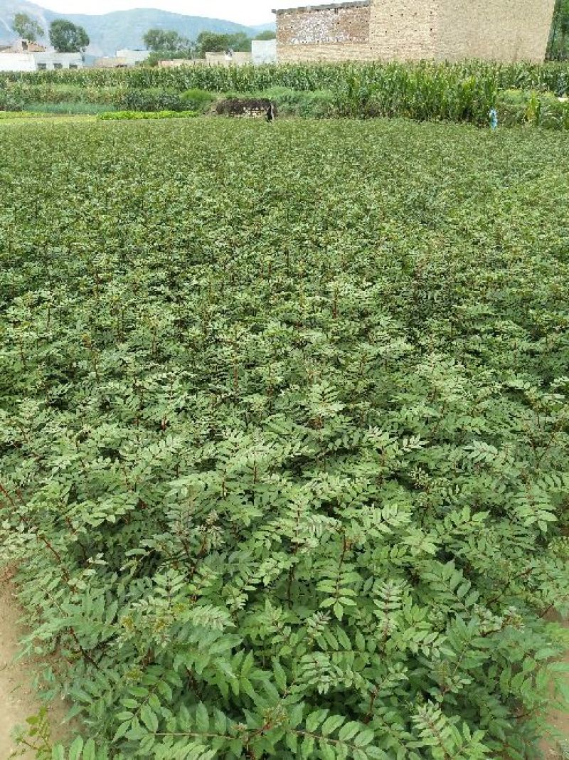 甘肃省天水市种植专业合作社大红袍花椒树苗支持批发