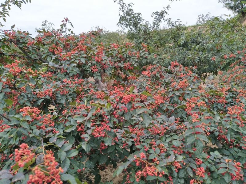甘肃省天水市种植专业合作社大红袍花椒树苗支持批发