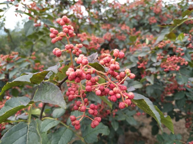 甘肃省天水市种植专业合作社大红袍花椒树苗支持批发
