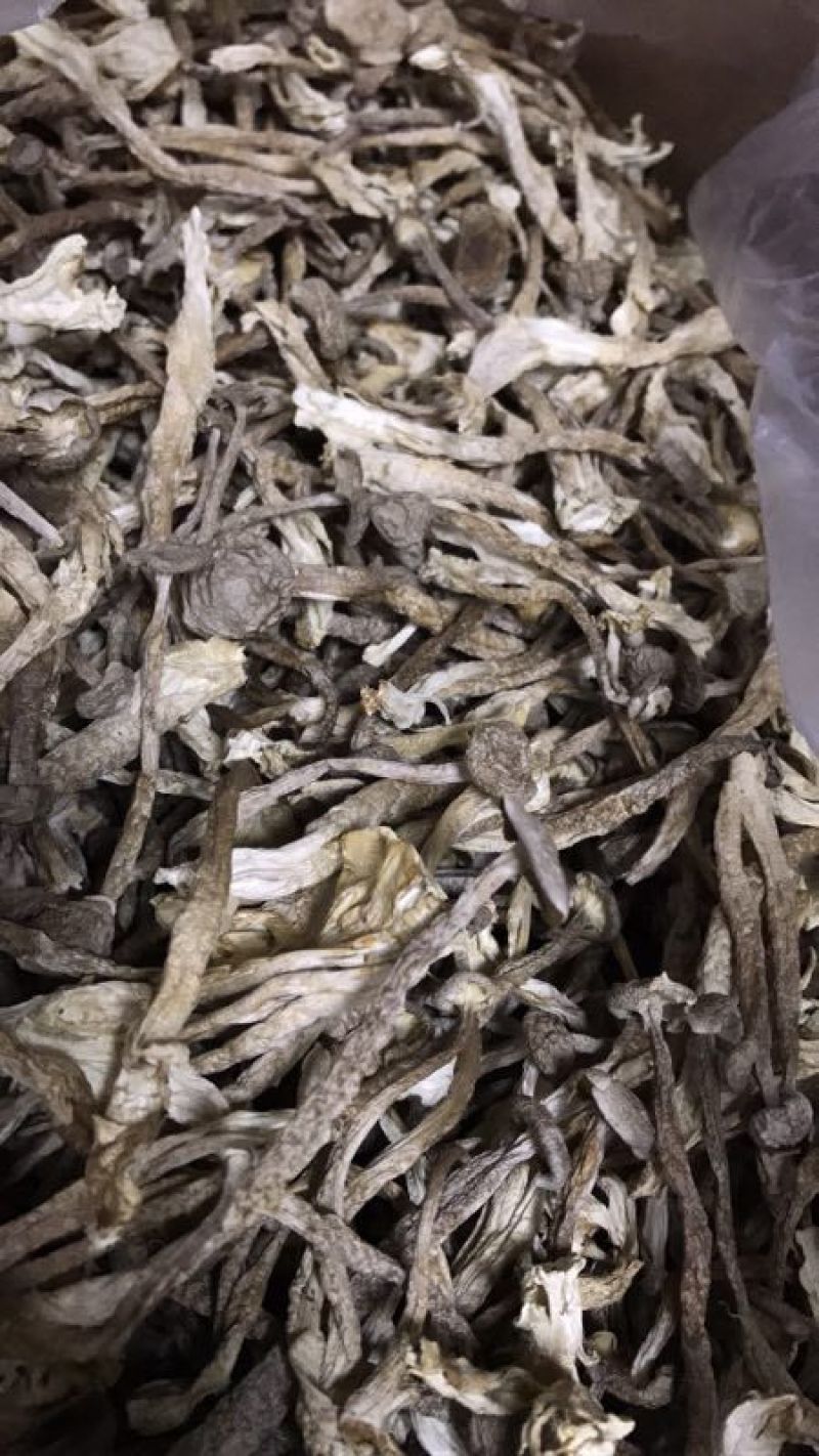 鹿茸菇特级