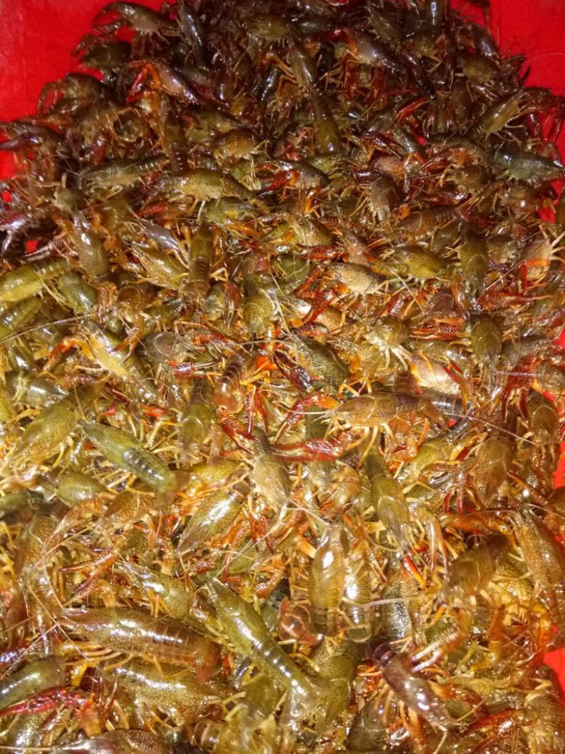 小龙虾种苗2-4钱（10-20克）活虾小龙虾主养