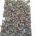 小龙虾种苗2-4钱（10-20克）活虾小龙虾主养