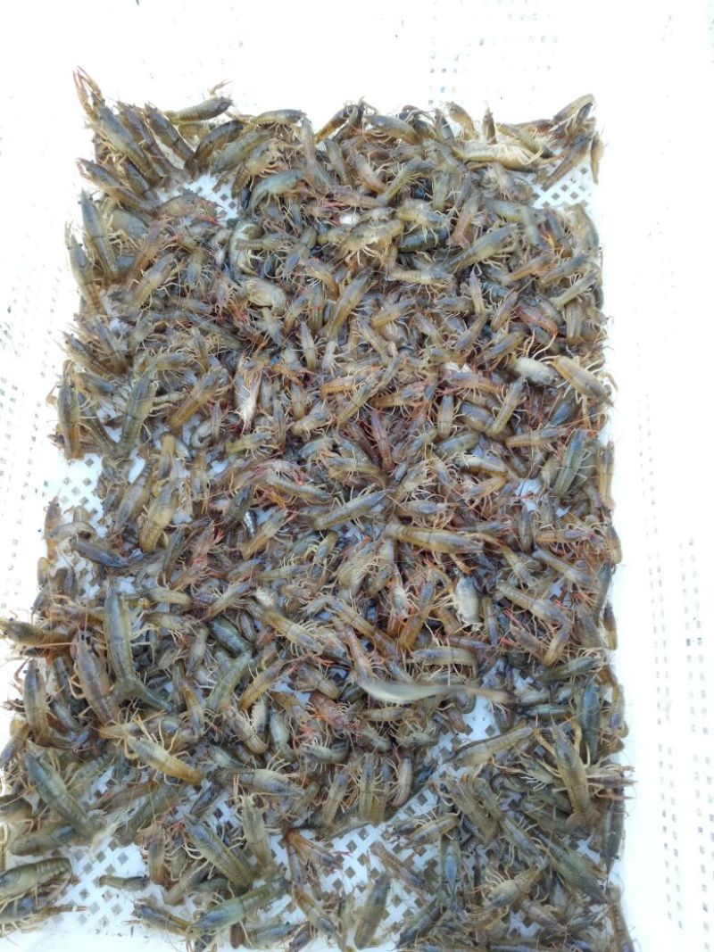 小龙虾种苗2-4钱（10-20克）活虾小龙虾主养
