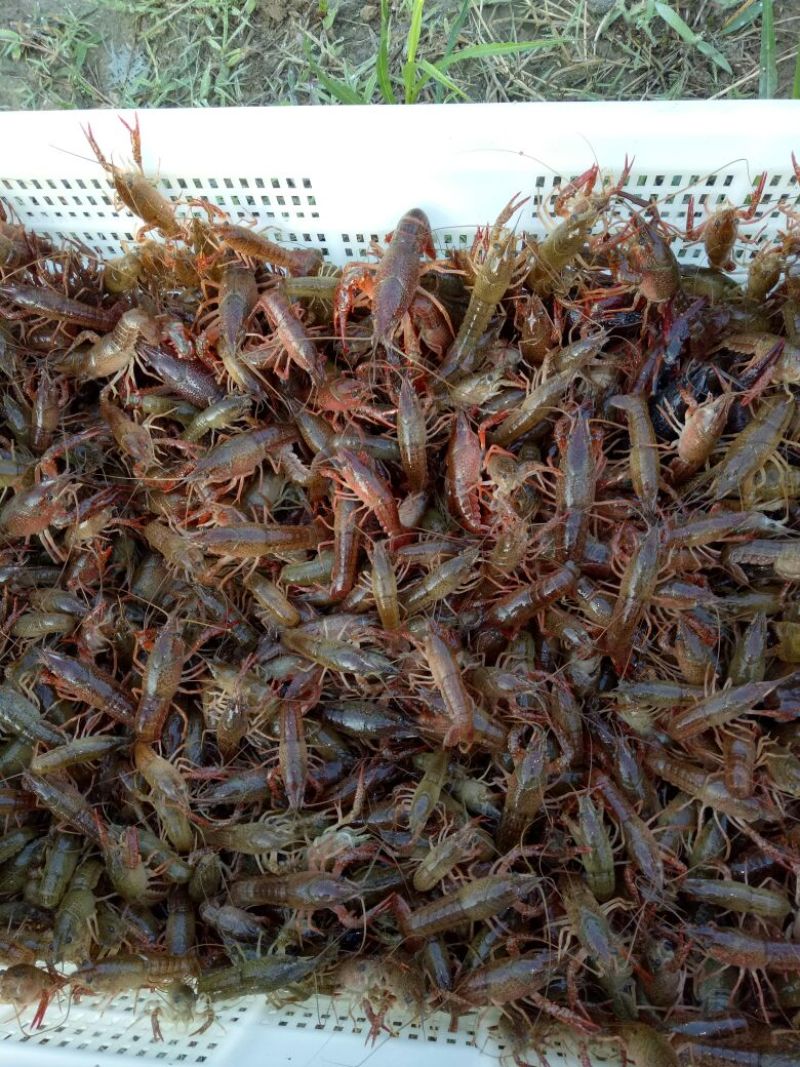 小龙虾种苗2-4钱（10-20克）活虾小龙虾主养