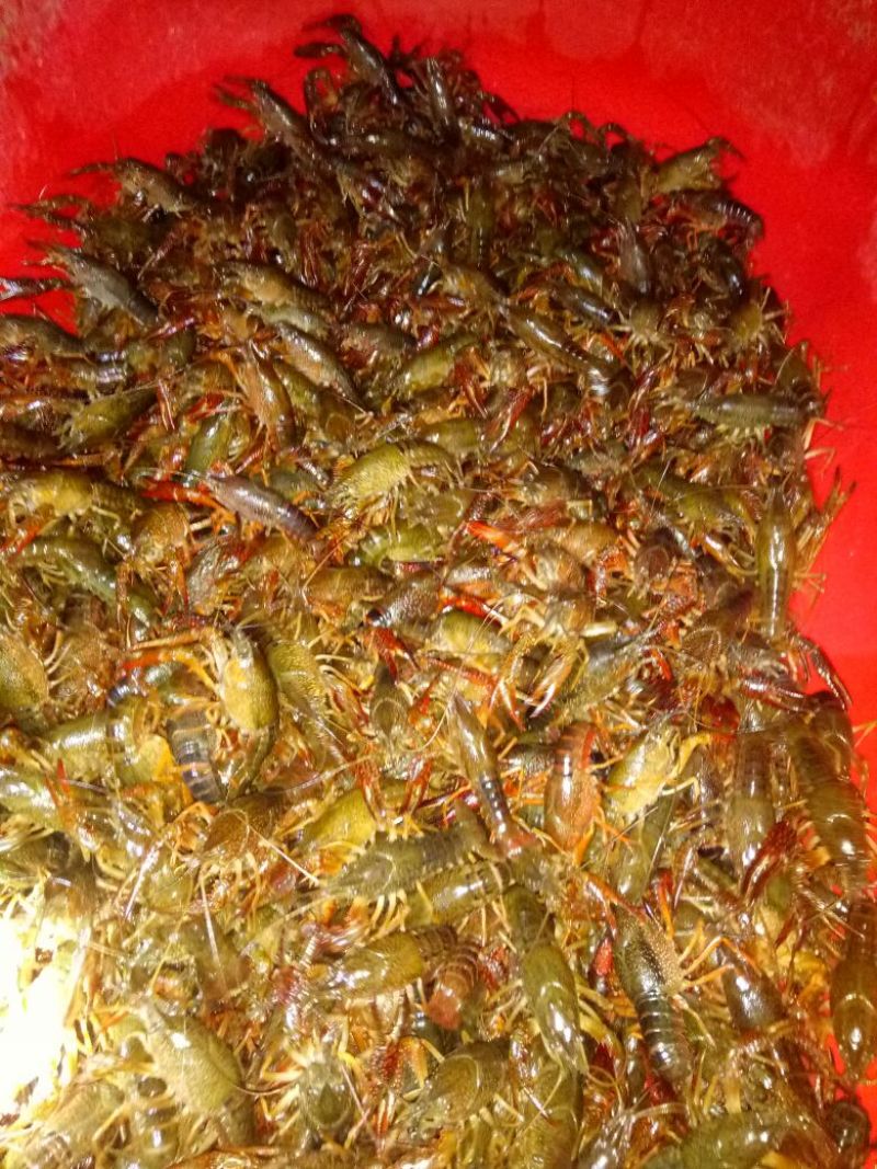 小龙虾种苗2-4钱（10-20克）活虾小龙虾主养