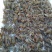 小龙虾种苗2-4钱（10-20克）活虾小龙虾主养